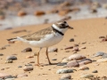 Semipalmated Plover - Whitefish Point, Chippewa County, MI, June 7, 2021