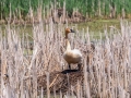 Trumpeter Swan on nest - Muskegon SGA - Lane's Landing, Muskegon County, MI, June 11, 2021