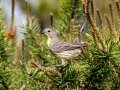 Kirkland's Warbler  - Goose Creek Rd., Crawford County, MI, June 3, 2021