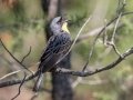 Kirkland's Warbler  - Goose Creek Rd., Crawford County, MI, June 3, 2021