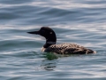 Common Loon - Whitefish Point, Chippewa County, MI, June 7, 2021