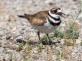 Killdeer on nest with egg showing (behind leg on left side of photo) - Muskegon SGA - Lane's Landing, Muskegon County, MI, June 11, 2021