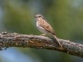 Song Sparrow - Goose Creek Rd.,, Crawford County, MI, June 3, 2021