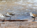 Sandpipers (Semipalmated Sandpipers, Dunlin, and Sanderling all in breeding plumage) - Whitefish Point, Chippewa County, MI, June 7, 2021