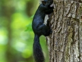 Black Squirrel (morph of the Gray Squirrel) - Hartwick Pines SP, Crawford County, June 3, 2021