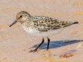 Sanderling - Whitefish Point, Chippewa County, MI, June 7, 2021