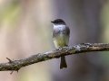 Eastern Phoebe - Hartwick Pines SP, Crawford County, MI, June 3, 2021