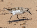 Semipalmated Sandpiper (showing partially webbed feet for which it's named) - Whitefish Point, Chippewa County, MI, June 7, 2021