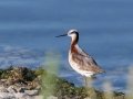 Wilson's Phalarope - Houghton Lake Sewage Ponds, Roscommon County, MI, June 4, 2021