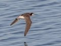Wilson's Phalarope - Houghton Lake Sewage Ponds, Roscommon County, MI, June 4, 2021