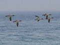 Red-breasted Mergansers - Whitefish Point, Chippewa County, MI, June 7, 2021