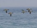 Red-breasted Mergansers - Whitefish Point, Chippewa County, MI, June 7, 2021