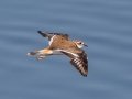 Killdeer - Houghton Lake Sewage Ponds, Roscommon County, MI, June 4, 2021