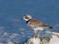 Semipalmated Plover - Houghton Lake Sewage Ponds, Roscommon County, MI, June 4, 2021