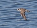 Semipalmated Plover - Houghton Lake Sewage Ponds, Roscommon County, MI, June 4, 2021