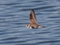 Semipalmated Plover - Houghton Lake Sewage Ponds, Roscommon County, MI, June 4, 2021