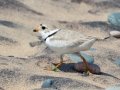 Piping Plover (banded) - Whitefish Point, Chippewa County, MI, June 7, 2021