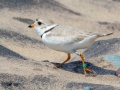 Piping Plover (banded) - Whitefish Point, Chippewa County, MI, June 7, 2021
