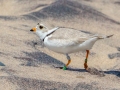 Piping Plover (banded) - Whitefish Point, Chippewa County, MI, June 7, 2021