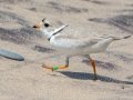 Piping Plover (banded) - Whitefish Point, Chippewa County, MI, June 7, 2021