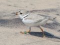 Piping Plover (banded) - Whitefish Point, Chippewa County, MI, June 7, 2021