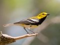 Black-throated Green Warbler - West Goose Road, Paradise, MI, June 7, 2021