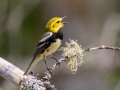 Black-throated Green Warbler - West Goose Road, Paradise, MI, June 7, 2021