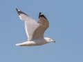 Ring-billed Gull - Houghton Lake Sewage Ponds, Roscommon County, MI, June 4, 2021