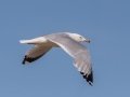 Ring-billed Gull - Houghton Lake Sewage Ponds, Roscommon County, MI, June 4, 2021