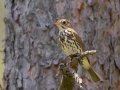 Ovenbird - Goose Creek Rd.,, Crawford County, MI, June 7, 2021