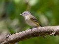 Blue-headed Vireo - West Goose Road, Paradise, MI, June 7, 2021