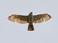 Broad-winged Hawk (juvenile) - West Goose Road, Paradise, MI, June 7, 2021