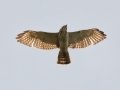 Broad-winged Hawk (juvenile) - West Goose Road, Paradise, MI, June 7, 2021
