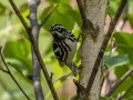 Black-and-white Warbler - West Goose Road, Paradise, MI, June 7, 2021