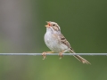 Clay-colored Sparrow - Munuscong WMA (Munuscong Potholes), Chippewa County, MI, June 8, 2021