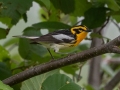 Blackburnian Warbler - Munuscong WMA (Munuscong Potholes), Chippewa County, MI, June 8, 2021