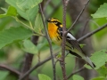 Blackburnian Warbler - Munuscong WMA (Munuscong Potholes), Chippewa County, MI, June 8, 2021