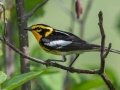 Blackburnian Warbler - Munuscong WMA (Munuscong Potholes), Chippewa County, MI, June 8, 2021
