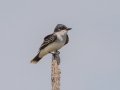 Eastern Kingbird - Grayling SF - M-72 at S. Staley Lake Rd, Crawford County, MI, June 5, 2021