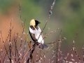 Bobolink - Munuscong WMA (Munuscong Potholes), Chippewa County, MI, June 8, 2021