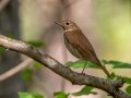 Hermit Thrush - Dingman Marsh, Cheboygan County, MI, June 6, 2021