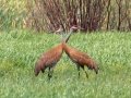Sandhill Cranes - Munuscong WMA (Munuscong Potholes), Chippewa County, MI, June 8, 2021