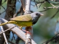 Mourning Warbler -Pickford Township, Chippewa County, MI, June 8, 2021