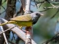 Mourning Warbler -Pickford Township, Chippewa County, MI, June 8, 2021