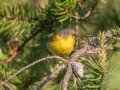 Nashville Warbler - N. Preachers Rd, Chippewa County, MI, June 9, 2021