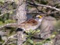 White-throated Sparrow - N. Preachers Rd, Chippewa County, MI, June 9, 2021