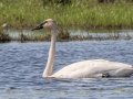 Trumpter Swan - Dingman Marsh, Cheboygan County, MI, June 6, 2021