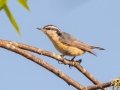 Red-breasted Nuthatch - N. Preachers Rd, Chippewa County, MI, June 9, 2021
