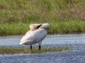 Trumpter Swan - Dingman Marsh, Cheboygan County, MI, June 6, 2021
