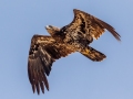 Bald Eagle (immature) - Whitefish Point - Harbor of Refuge, Chippewa County, MI, June 8, 2021